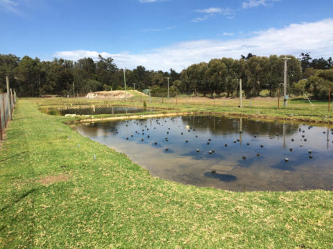 Broodstock Ponds